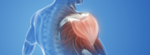 Muscle and Bone Health on Weight Loss Medication